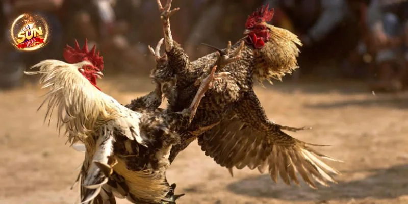 Hé Lộ 5+ Mẹo Đá Gà Hay Thắng Như Cao Thủ Cược Sunwin 2 Đá gà tại cổng game Sunwin được bet thủ vô cùng yêu thích.
